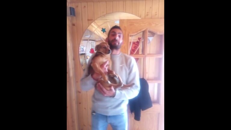 D&oacute;nde denunciar el maltrato animal en Har&iacute;a